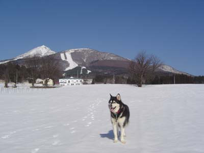 【アラスカンマラミュート】犬と一緒に行った昔の画像をまとめました＜猪苗代編＞